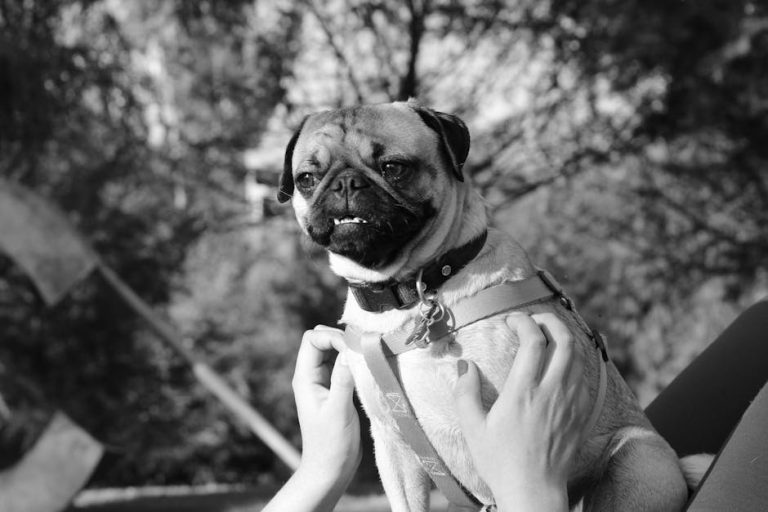 The Curator’s Dilemma: Balancing Quality and Quantity in Content Curation